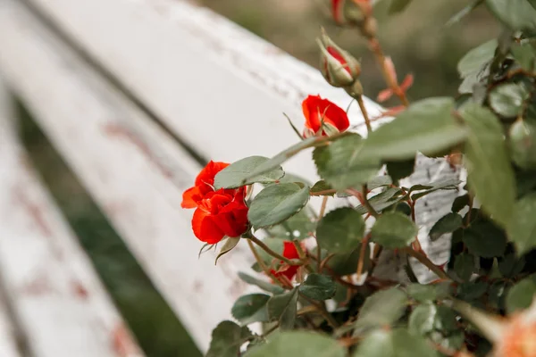Rosas rojas junto a un banco de madera blanca en el parque. selectivo fo —  Fotos de Stock
