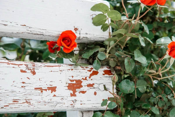 Rosas rojas junto a un banco de madera blanca en el parque. selectivo fo —  Fotos de Stock