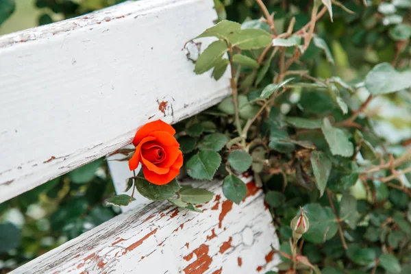 Rosas rojas junto a un banco de madera blanca en el parque. selectivo fo —  Fotos de Stock