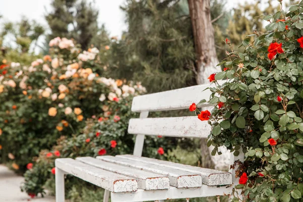 Rosas rojas junto a un banco de madera blanca en el parque. selectivo fo —  Fotos de Stock