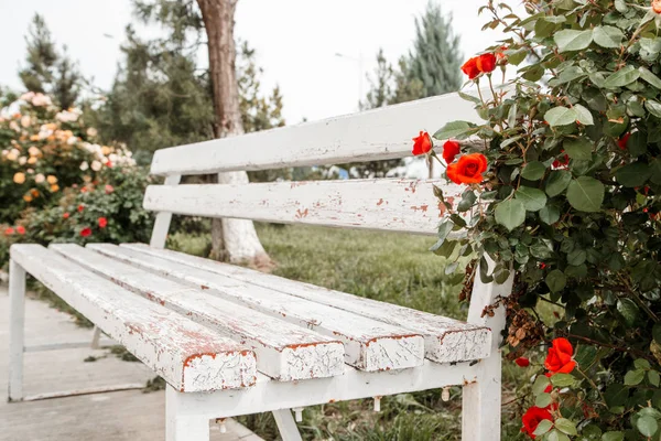 Rosas rojas junto a un banco de madera blanca en el parque. selectivo fo —  Fotos de Stock