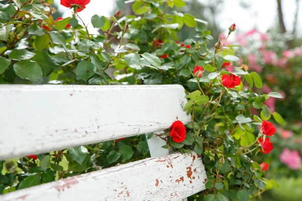 Rosas vermelhas ao lado de um banco de madeira branco no parque. selectivo Fotografia De Stock