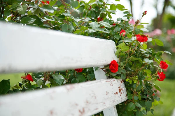 Röda rosor bredvid en vit träbänk i parken. selektiv fo Stockbild