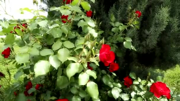 Czerwona Delikatna Róża Zbliżenie Selektywna Koncentracja Płytką Głębią Ostrości — Wideo stockowe