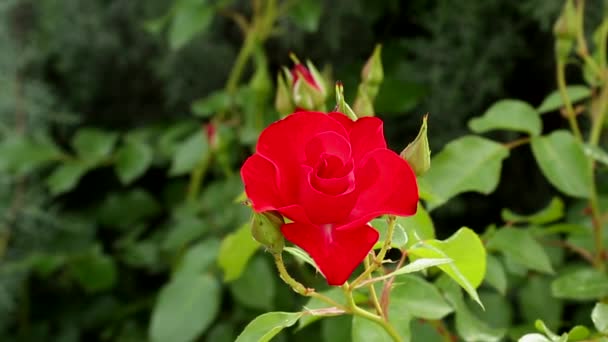 Röda Fina Blommor Närbild Selektivt Fokus Med Grunt Skärpedjup — Stockvideo