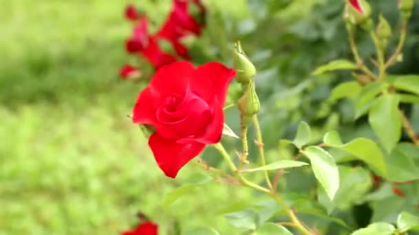 Röda Fina Blommor Närbild Selektivt Fokus Med Grunt Skärpedjup — Stockvideo