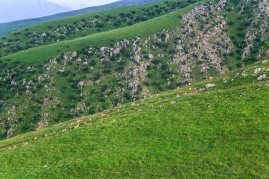 Bir yaz gününde İran ve Türkmenistan dağları, gree