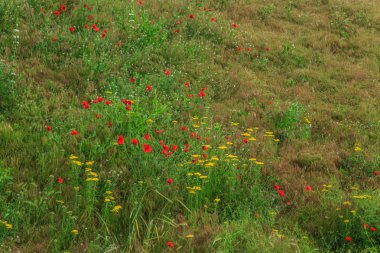 rai dağlarda haşhaş ve diğer çiçekler ile alan