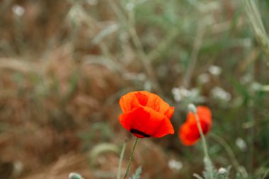 Yağmur altında kırmızı haşhaş çiçekleri. sığ alan derinliği. Seçin