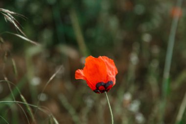 Yağmur altında kırmızı haşhaş çiçekleri. sığ alan derinliği. Seçin
