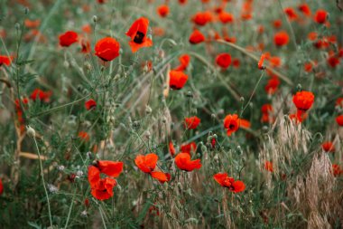 Yağmur altında kırmızı haşhaş çiçekleri. sığ alan derinliği. Seçin