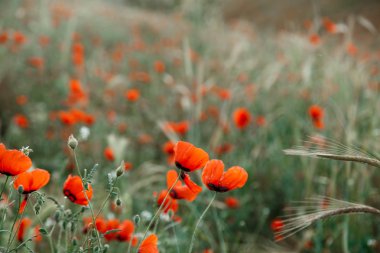 Yağmur altında kırmızı haşhaş çiçekleri. sığ alan derinliği. Seçin