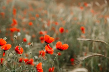 Yağmur altında kırmızı haşhaş çiçekleri. sığ alan derinliği. Seçin