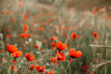 Yağmur altında kırmızı haşhaş çiçekleri. sığ alan derinliği. Seçin
