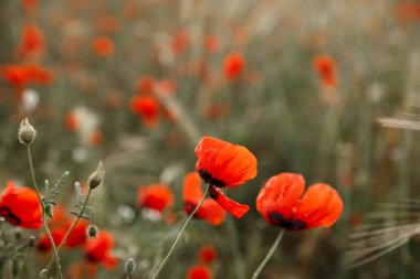 Yağmur altında kırmızı haşhaş çiçekleri. sığ alan derinliği. Seçin