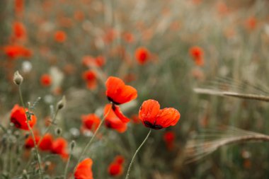 Yağmur altında kırmızı haşhaş çiçekleri. sığ alan derinliği. Seçin