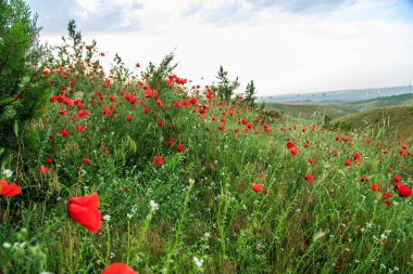 Yağmur altında kırmızı haşhaş çiçekleri. sığ alan derinliği. Seçin