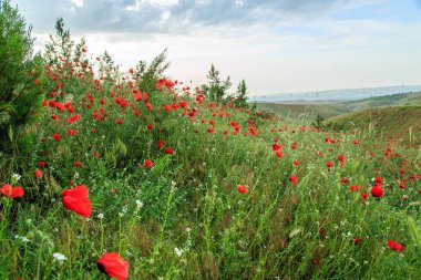 Yağmur altında kırmızı haşhaş çiçekleri. sığ alan derinliği. Seçin
