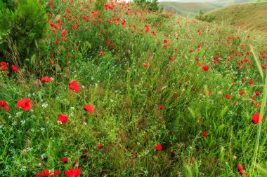 Yağmur altında kırmızı haşhaş çiçekleri. sığ alan derinliği. Seçin