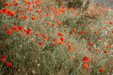 rai dağlarda haşhaş ve diğer çiçekler ile alan