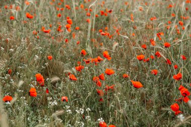 rai dağlarda haşhaş ve diğer çiçekler ile alan