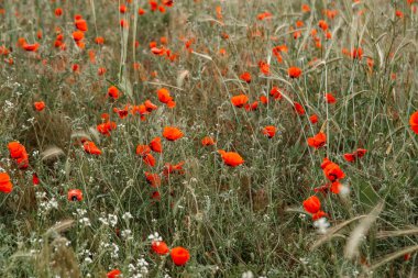 rai dağlarda haşhaş ve diğer çiçekler ile alan