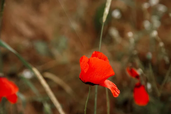 Rode papaver bloemen onder de regen. ondiepe scherptediepte. Selecteer — Stockfoto