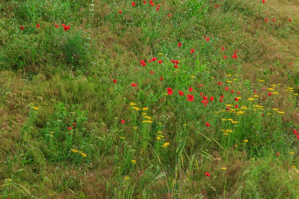 Campo con papaveri e altri fiori in montagna in rai — Foto Stock