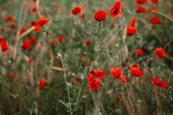 Rode papaver bloemen onder de regen. ondiepe scherptediepte. Selecteer — Stockfoto