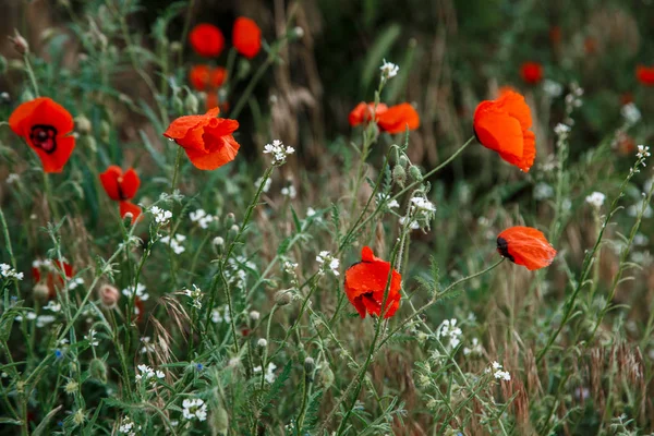 Rode papaver bloemen onder de regen. ondiepe scherptediepte. Selecteer — Stockfoto