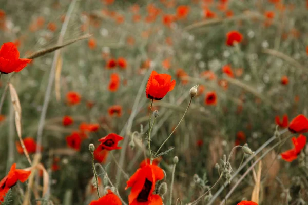 Rode papaver bloemen onder de regen. ondiepe scherptediepte. Selecteer — Stockfoto