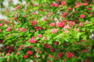 kırmızı çiçekler yakın ağaç. seçici odaklama