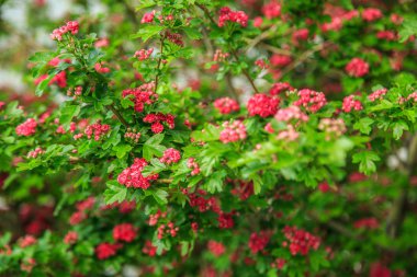 kırmızı çiçekler yakın ağaç. seçici odaklama