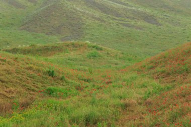 rai dağlarda haşhaş ve diğer çiçekler ile alan