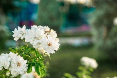 gün batımında küçük beyaz ve kırmızı güller