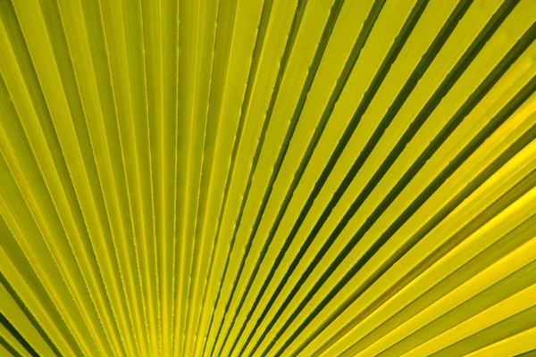 Die Textur der Palmblätter in den Strahlen der untergehenden Sonne. klein — Stockfoto