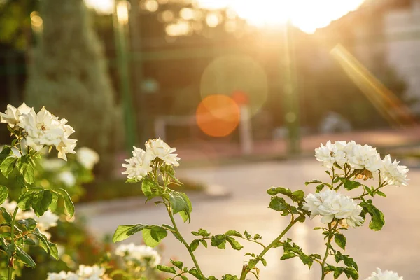 Pequeñas rosas blancas y rojas en la puesta del sol —  Fotos de Stock