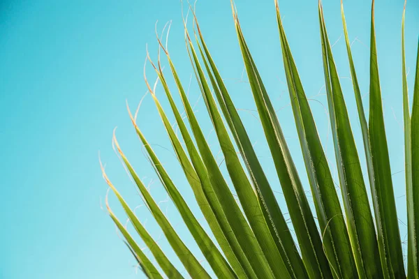 De textuur van Palm bladeren in de stralen van de ondergaande zon. Kleine — Stockfoto