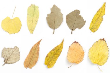 Kolaj. beyaz izole arka plan üzerinde sonbahar kuru yaprakları.