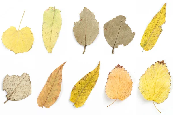 Colagem. Outono folhas secas sobre fundo isolado branco . — Fotografia de Stock