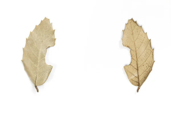 Outono folha seca no fundo isolado branco. frente e verso vie — Fotografia de Stock