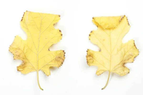 Outono folha seca no fundo isolado branco. frente e verso vie — Fotografia de Stock
