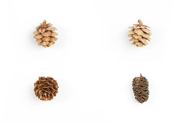 Kolaj. beyaz izole arka plan üzerinde ladin konileri.