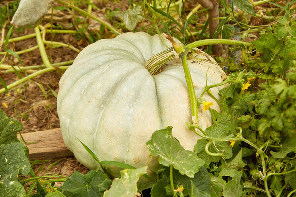 Mature big pumpkin in the garden