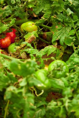 Bahçedeki doğal organik domates çalıları. seçici odak, küçük odak alanı.