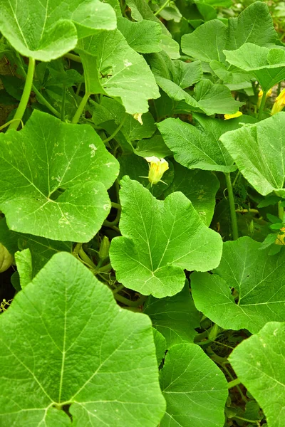 Tallos Melón Hojas Jardín Verduras Naturales Orgánicas Enfoque Selectivo —  Fotos de Stock