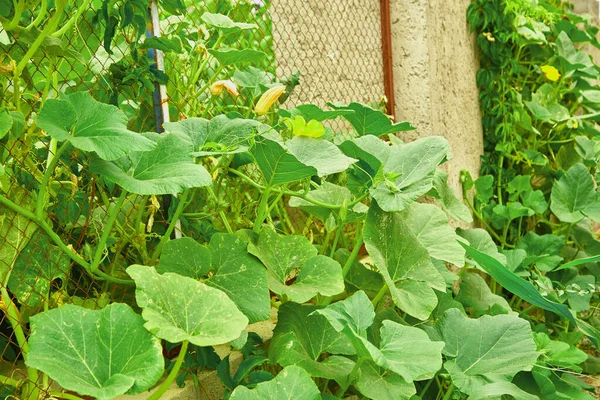 Łodygi Melona Liście Ogrodzie Warzywa Naturalne Ekologiczne Ukierunkowanie Selektywne — Zdjęcie stockowe