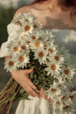 Bir buket beyaz papatya, bir kızın ellerinde yakın planda. film ve tahıl etkisi