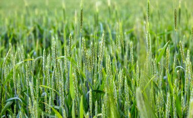 Buğday alanında doğal bir ortamda yeşil spikelets