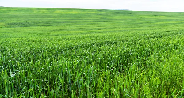 Yeşil buğday alan arka plan olarak